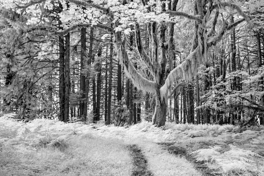 IMG 9038BW Giant At The End Of The Road Upper Queets Valley Olympic National Park 1920x1280